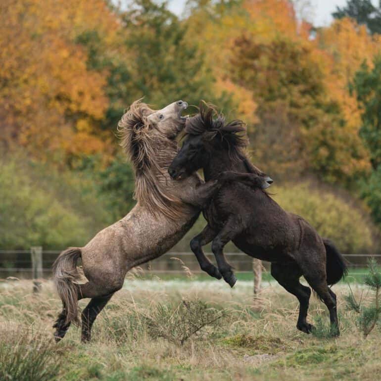Foto von zwei steigenden Islandpferden