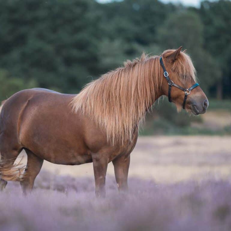 Foto von Island Pferd in Lüneburger Heide