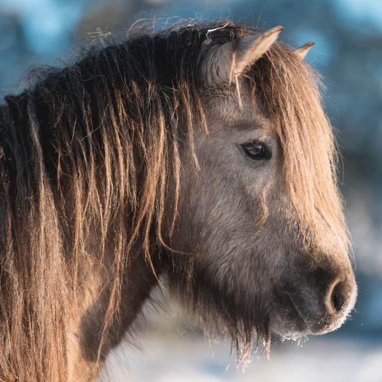 Foto von Islandpferd im Winter