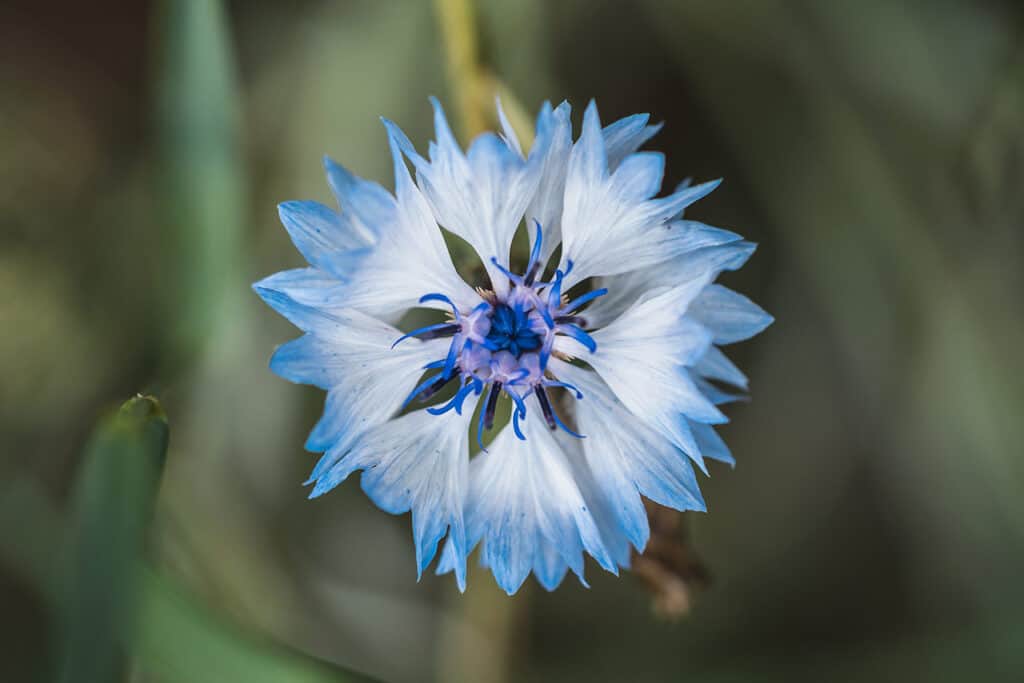 Foto von Makro Blume