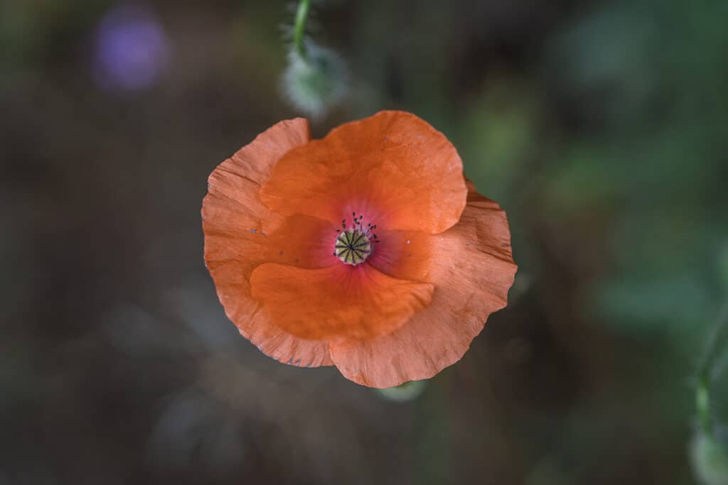 Foto von Makro Blume