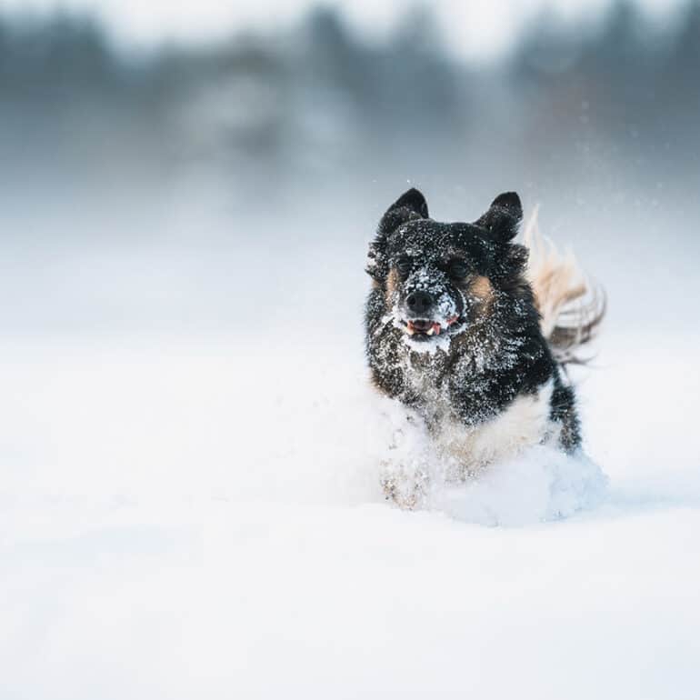 Foto vom Hund im Schnee