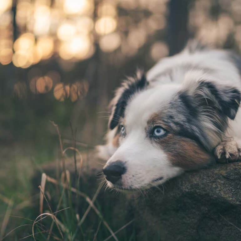 Foto von Mini Australian Shepherd