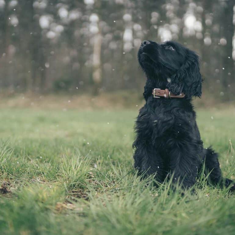 Foto von Hundewelpen im Schnee