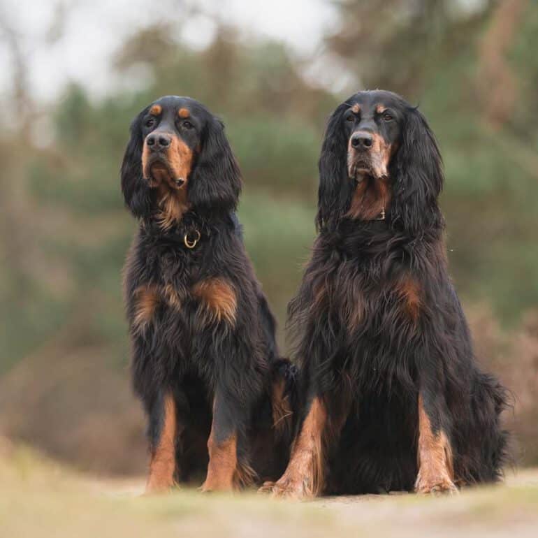 Foto von zwei Gordon Setter