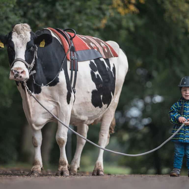 Foto von Kind mit Kuh