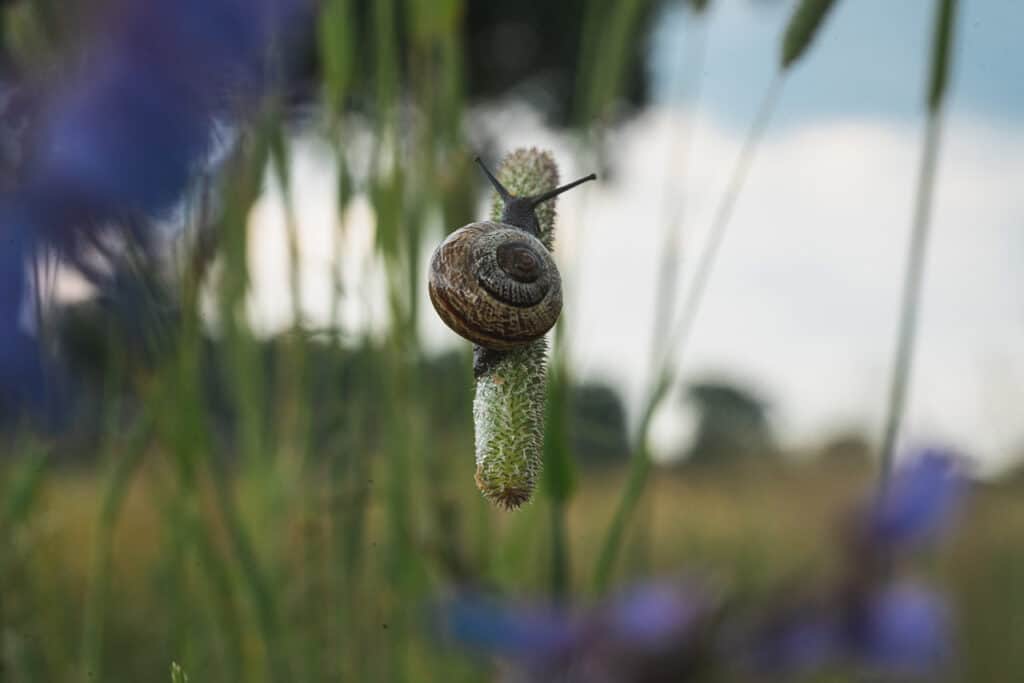 Foto von Schnecke